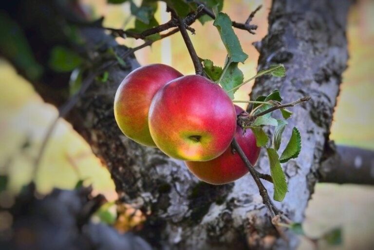 100-nombres-de-arboles-frutales