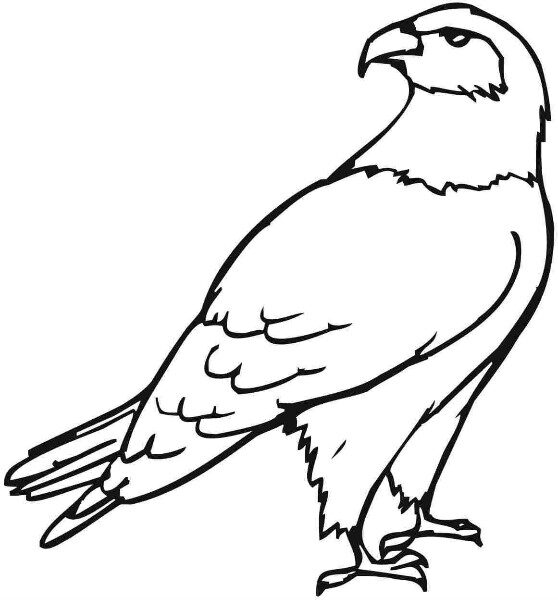 aguila-para-dibujar