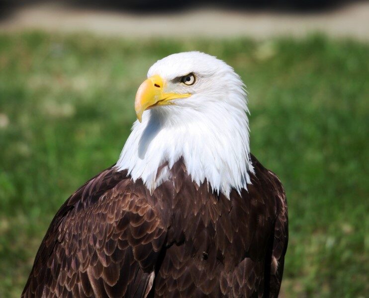 aguila-real-americana