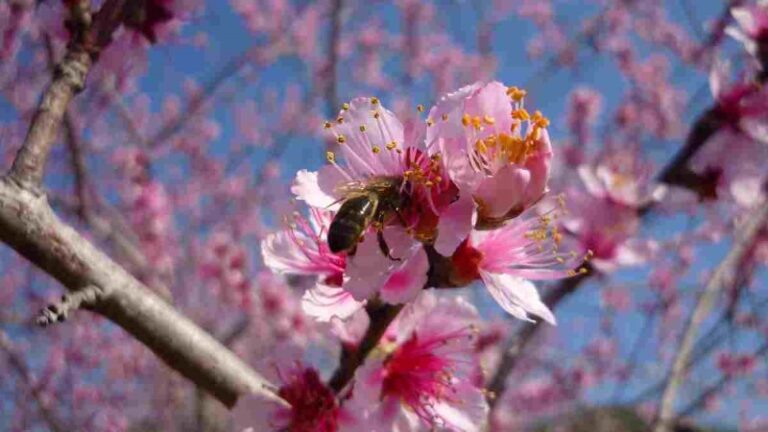 alergia-al-polen-remedios-caseros