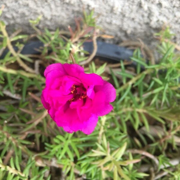 amor-de-un-rato-flor