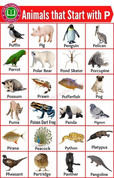 animal-con-p
