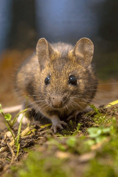 animal-parecido-a-la-rata-con-cola-larga
