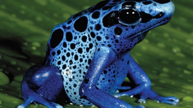 animales-del-amazonas