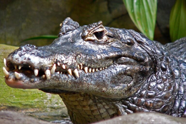 animales-del-rio-amazonas
