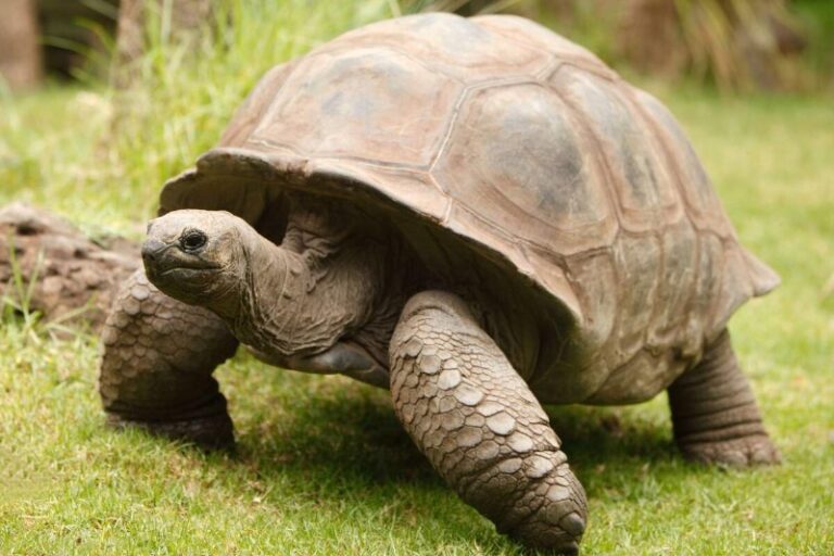 animales-extintos-recientemente