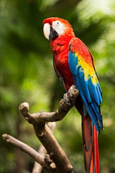 animales-hermosos