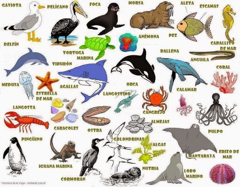 animales-marinos-nombres