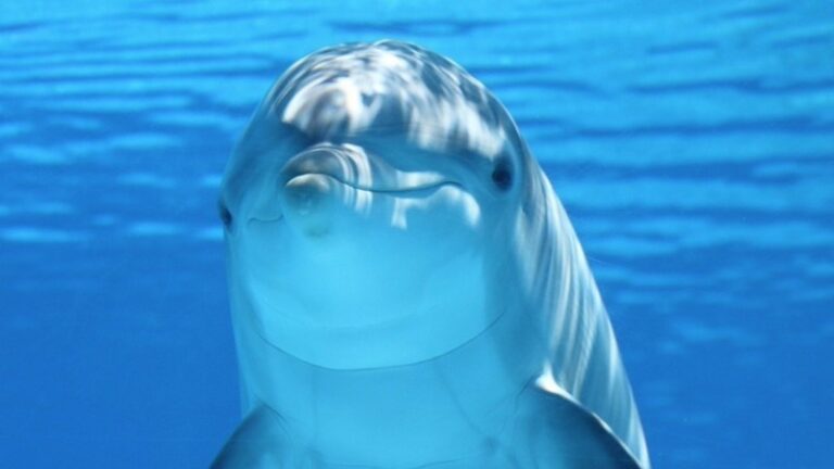 animales-mas-inteligentes