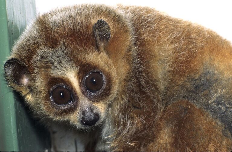 animales-mas-lentos-del-mundo