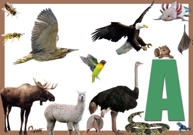 animales-que-empiecen-con-i