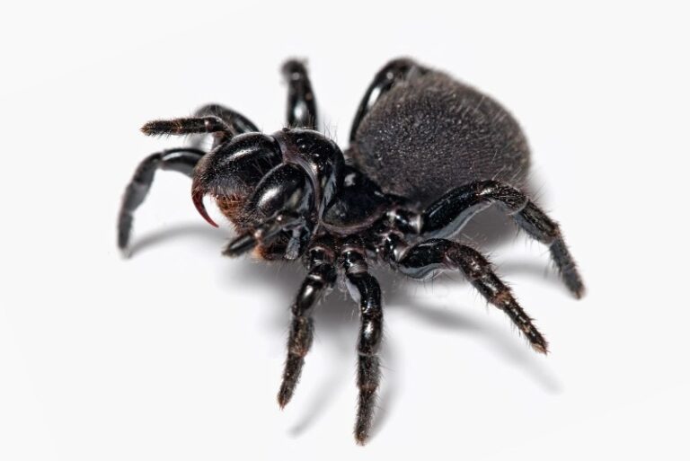 aracnidos