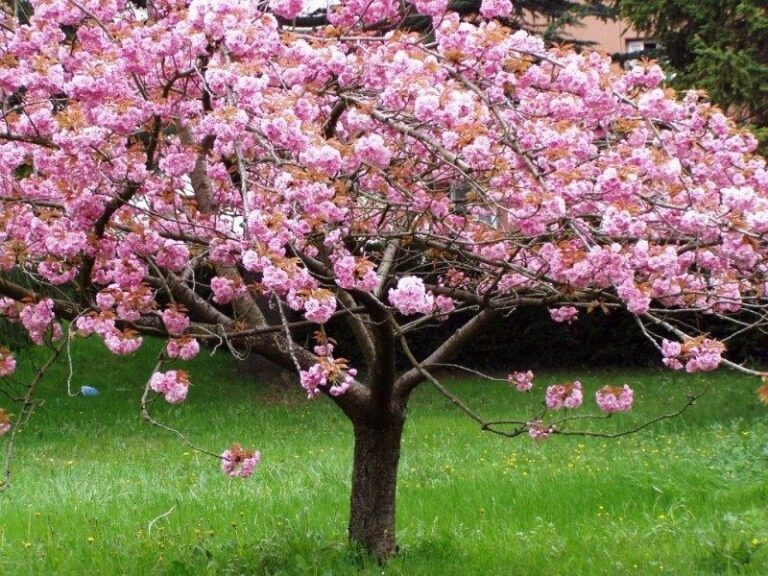 arbol-de-cerezo-japones