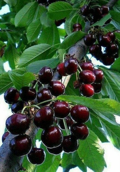arbol-de-cherry-fruta