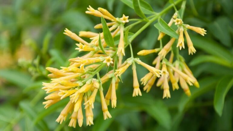 arbol-de-huele-de-noche