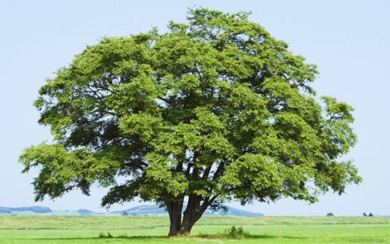 arbol-de-mostaza-real