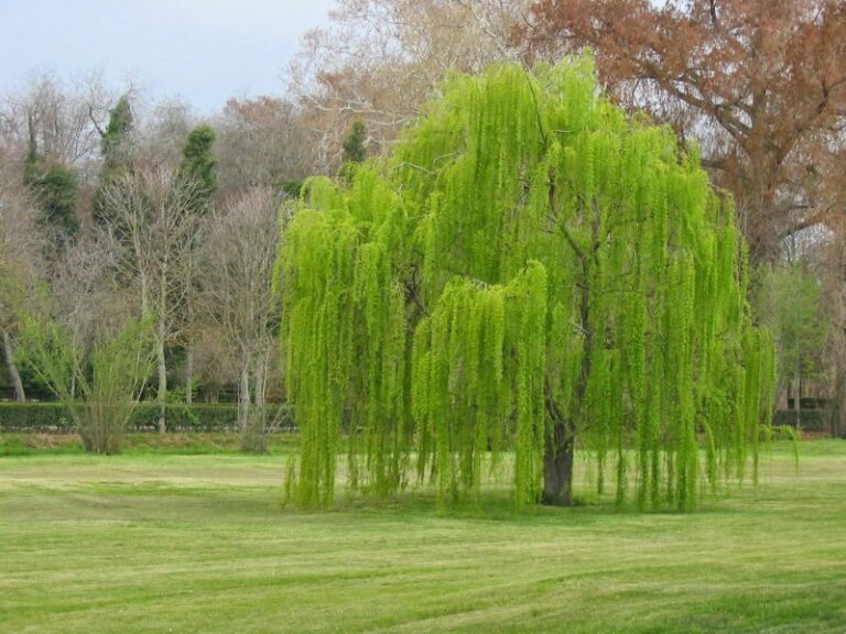 arbol-el-sauce-lloron
