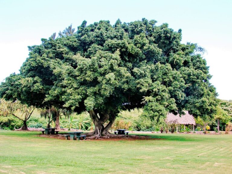 arbol-ficus