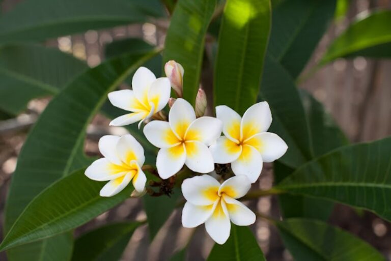 arbol-flor-de-mayo