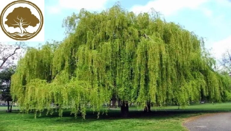 arbol-llorones