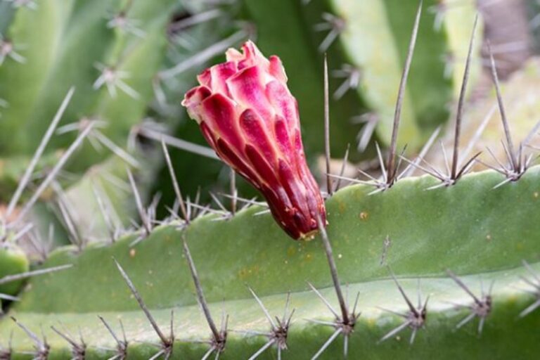 arbol-pitaya-mexicana