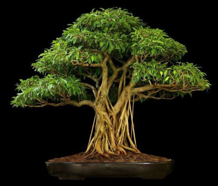 arboles-bonsai-naturales