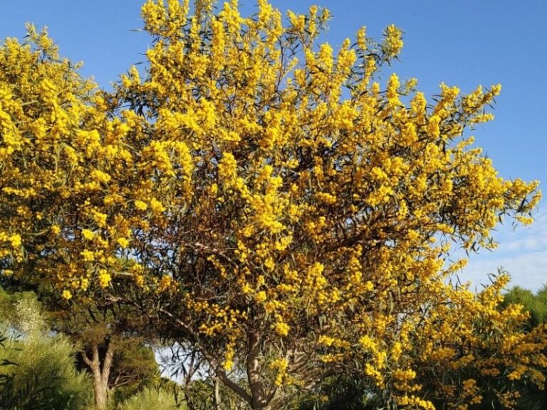 arboles-con-flores-amarillas