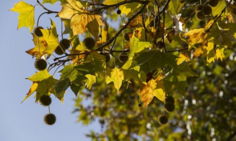 arboles-de-sombra-de-crecimiento-rapido