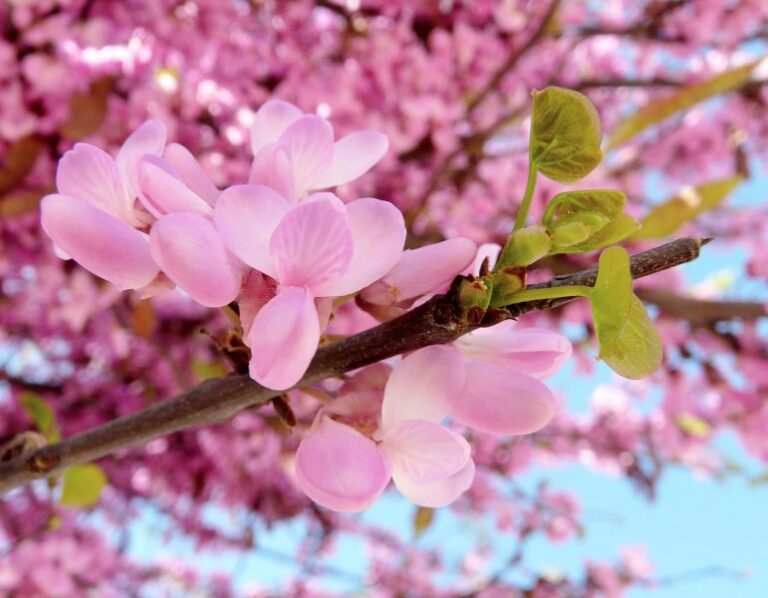 arboles-flores-rosadas