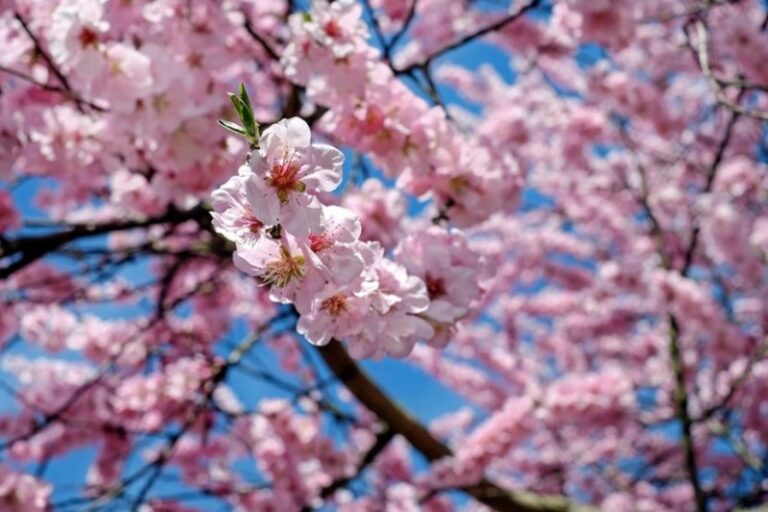 arboles-japones