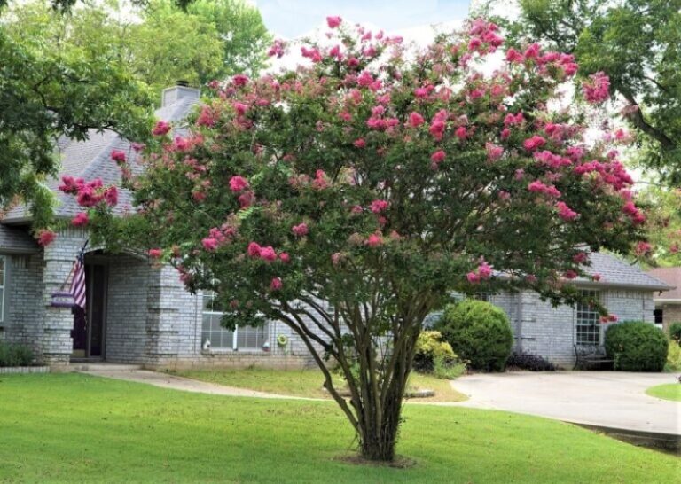 arboles-para-jardin-con-poca-raiz
