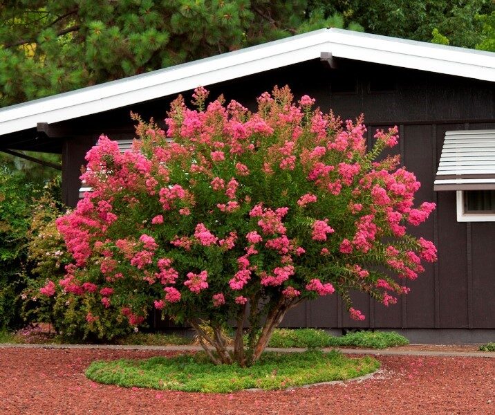 arboles-para-jardin-pequenos
