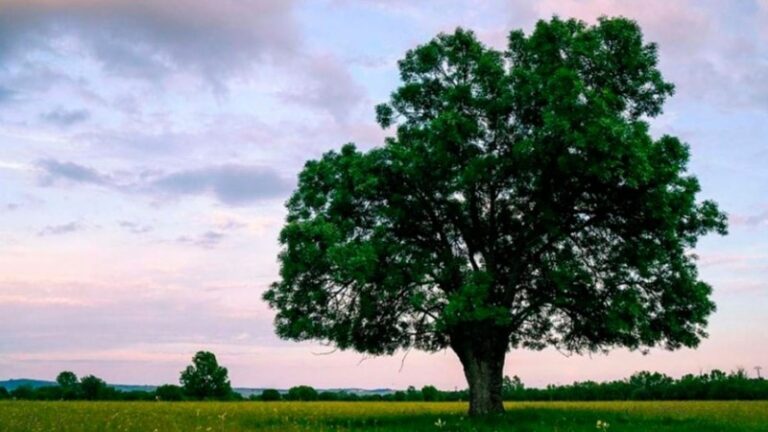 arboles-que-crecen-rapido