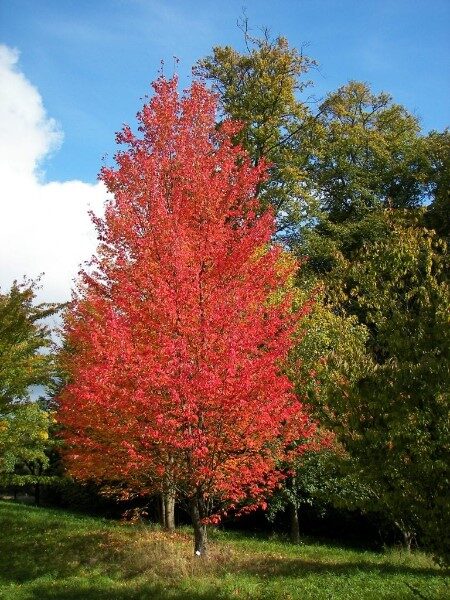 arce-rojo