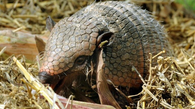 armadillo-venenoso