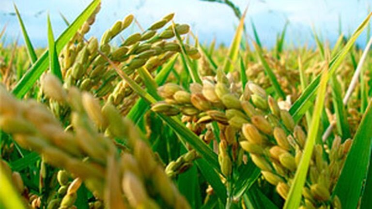 arroz-planta