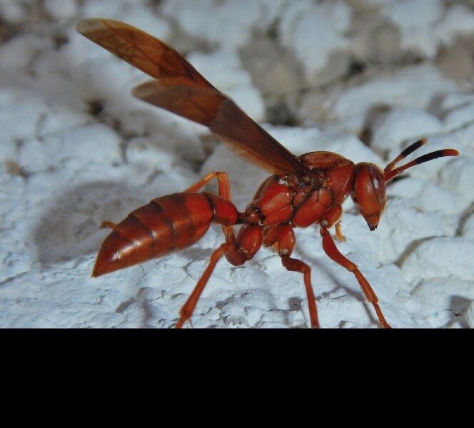 avispa-roja