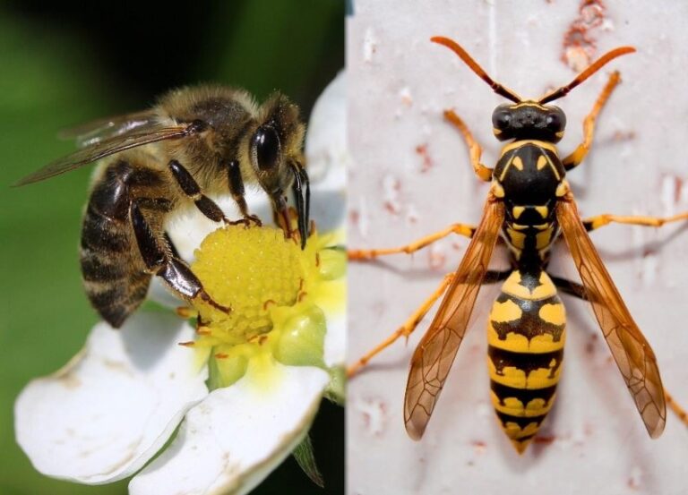 avispa-vs-abeja