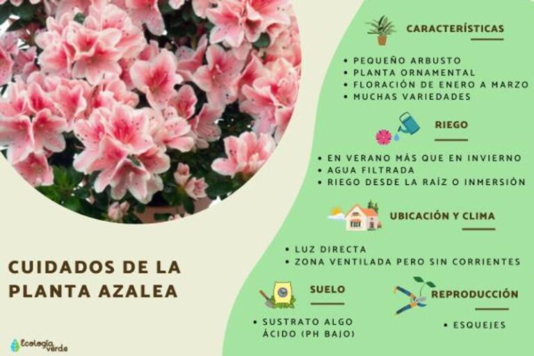 azalea-cuidados