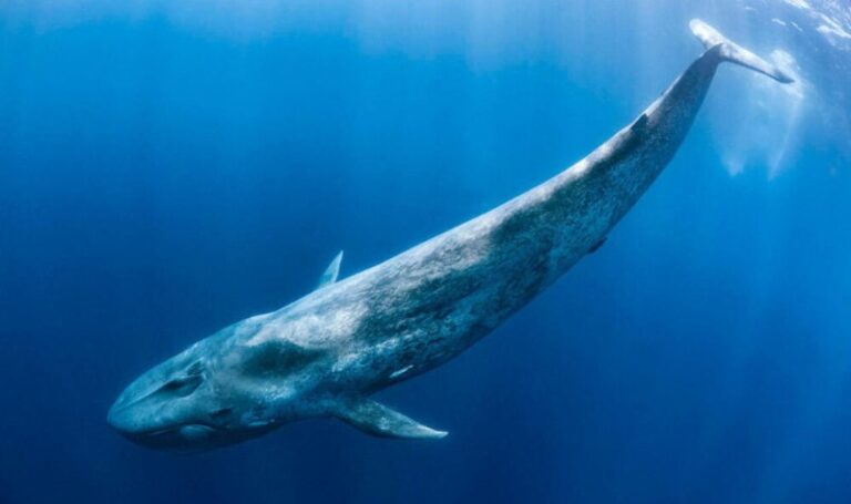 ballena-azul-antartica