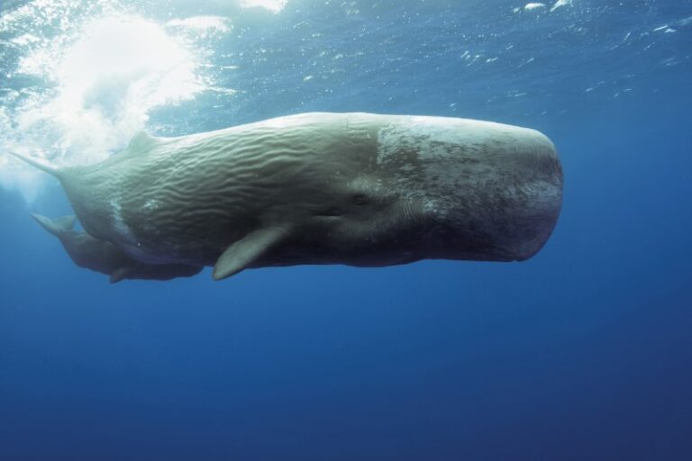 ballena-cachalote