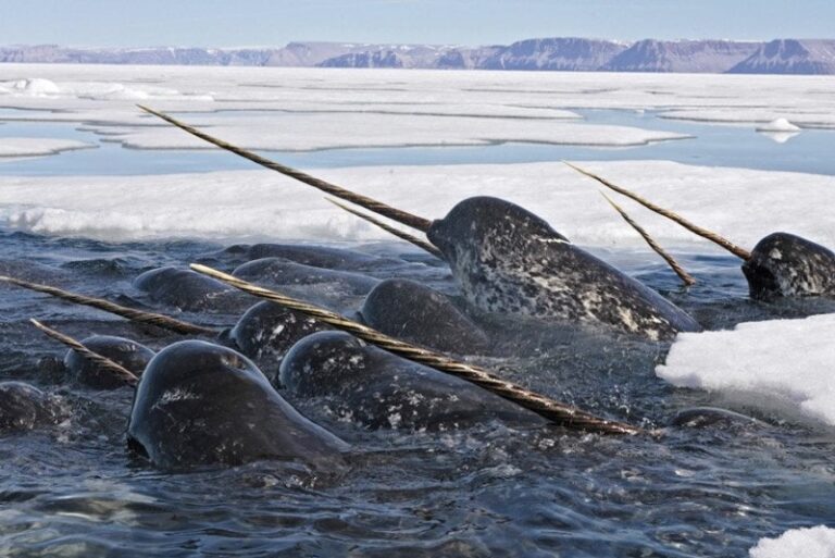 ballena-con-cuerno