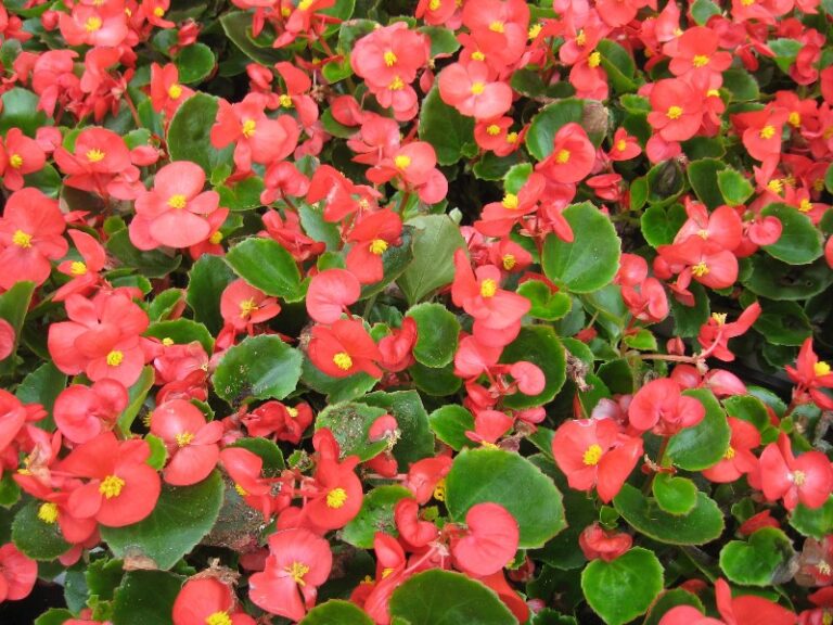 begonia-cuidados
