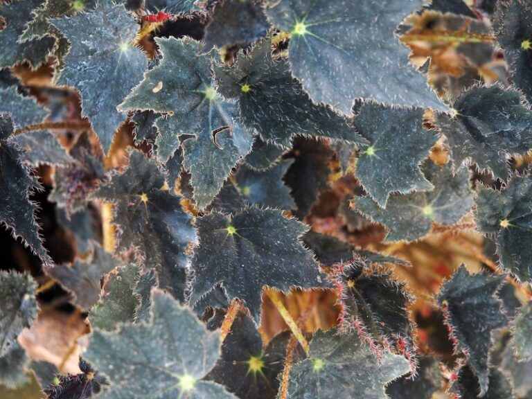 begonias-rizomatosas