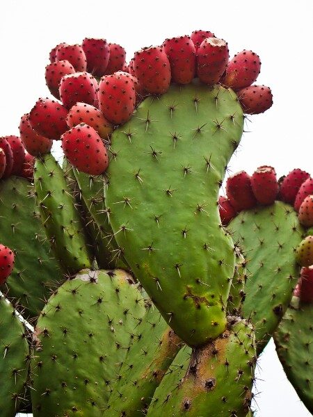 beneficios-del-nopal-crudo