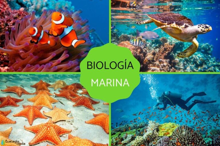 biologia-marina