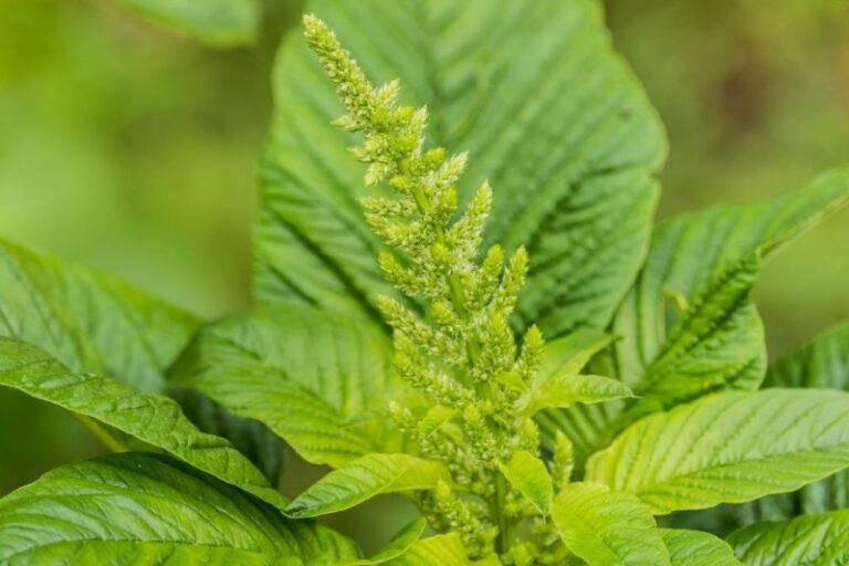 bledo-planta-comestible