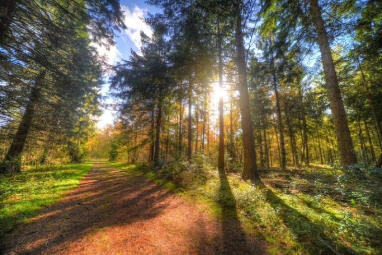 bosque-templado