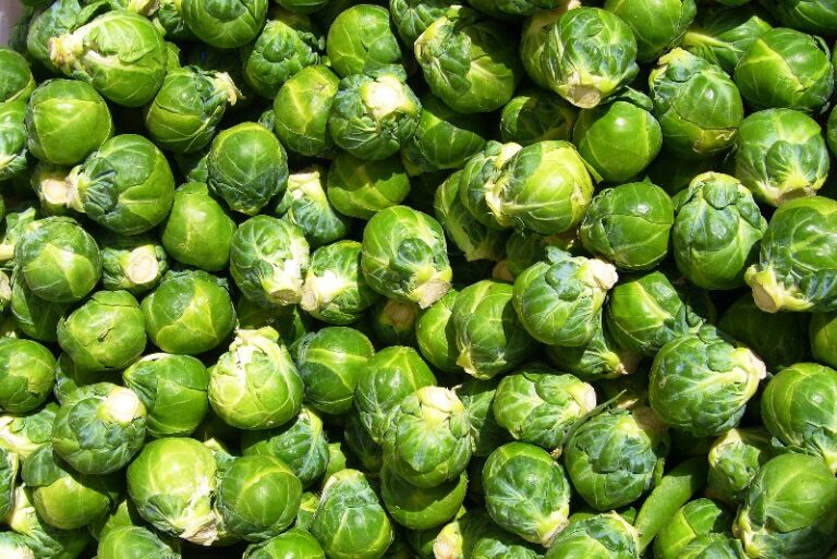 bruselas-vegetal