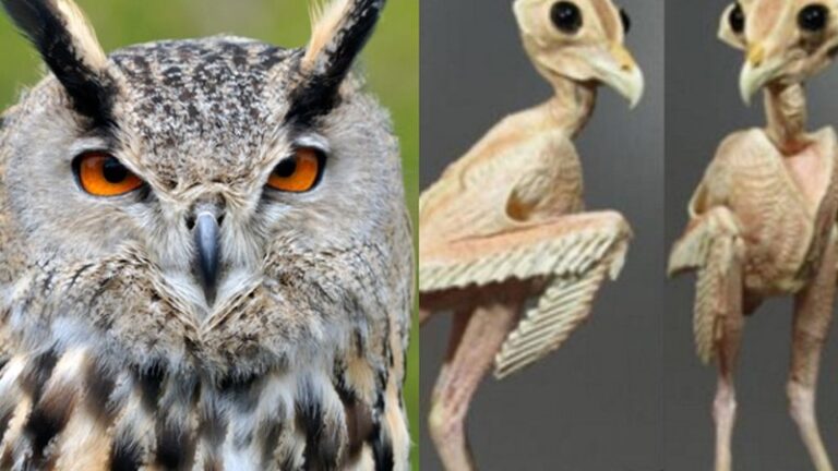 buho-sin-plumas